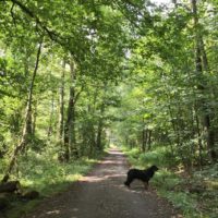 Im Speldorfer Wald