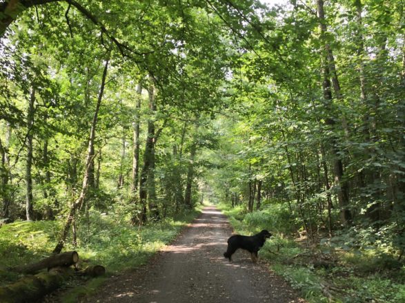 Im Speldorfer Wald