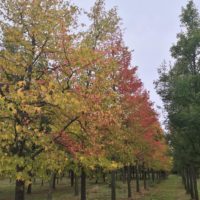 Wo Bitte bleibt das Herbstbunt?