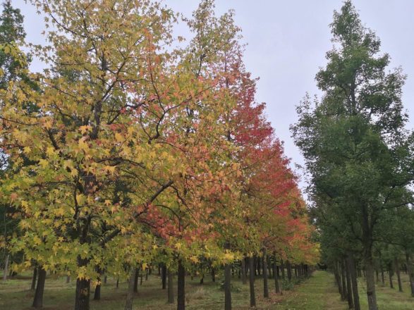 Wo Bitte bleibt das Herbstbunt?