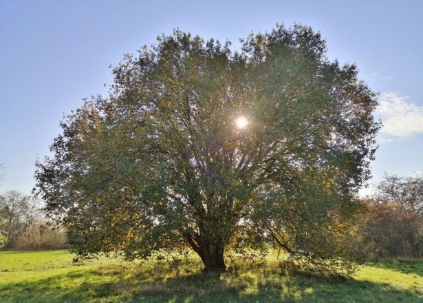 Heimatrunde Richtung Hombroich