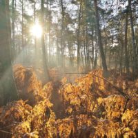 Wieder in der Teverener Heide