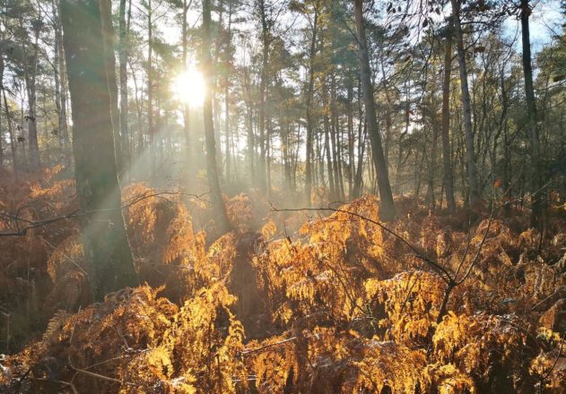 Wieder in der Teverener Heide