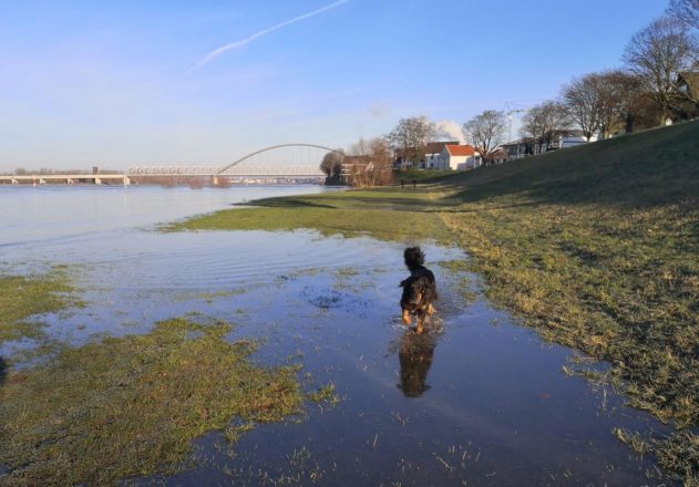 Rheinhochwasser im Sonnenschein