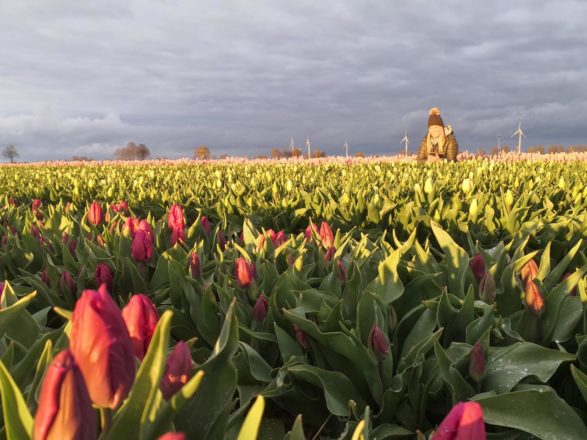 Auf der Suche nach den Tulpen