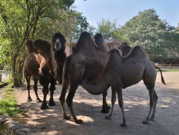 Mit Doxi im Krefelder Zoo