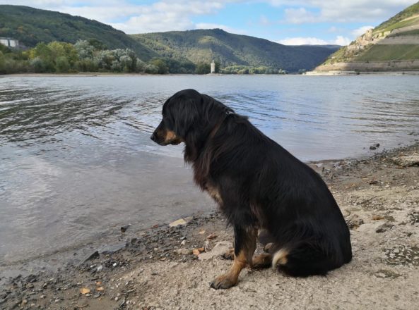 An der Nahemündung in Bingen