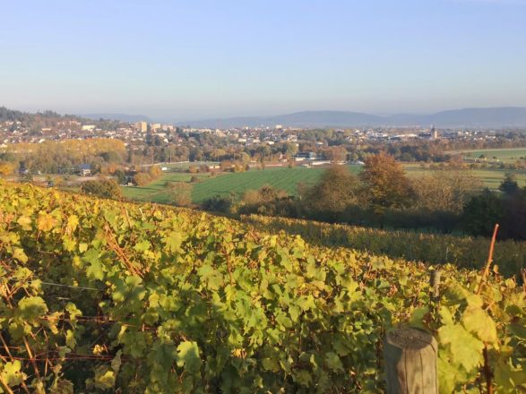 Weinstöcke am Portnersberg