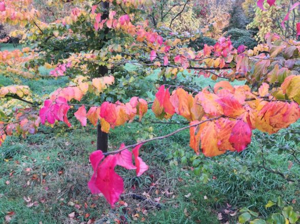 Das Herbstbunt ist da 2021