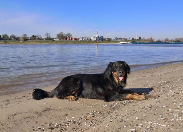 Am Himmelgeister Rheinbogen