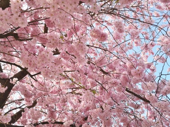 Kirschblüte im Rheinland