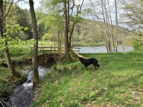 Im romantischen Haselbachtal