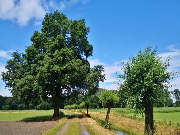 Durch den Aldekerker Bruch