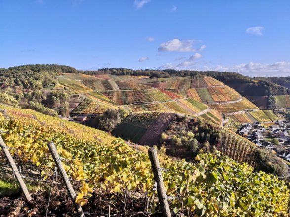 Weinberge im Herbstlicht