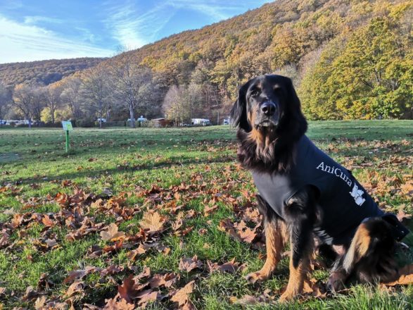 Herbstfrühling in der Eifel