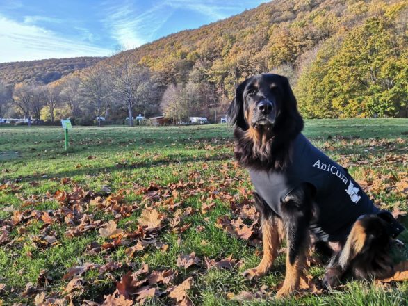 Herbstfrühling in der Eifel