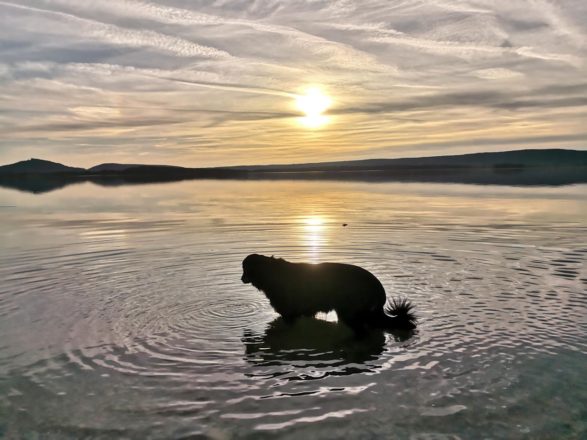 Am Lac de Madine