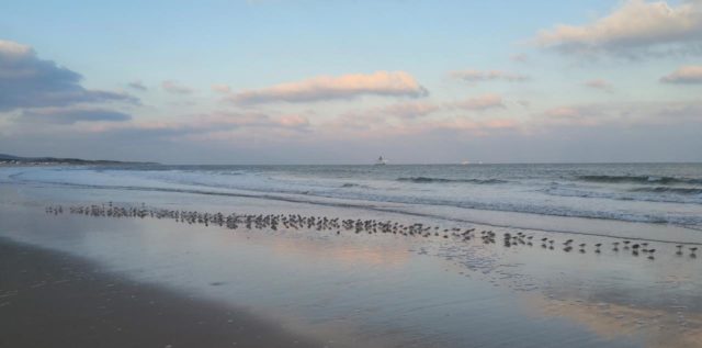 Morgenprozession der Strandläufer