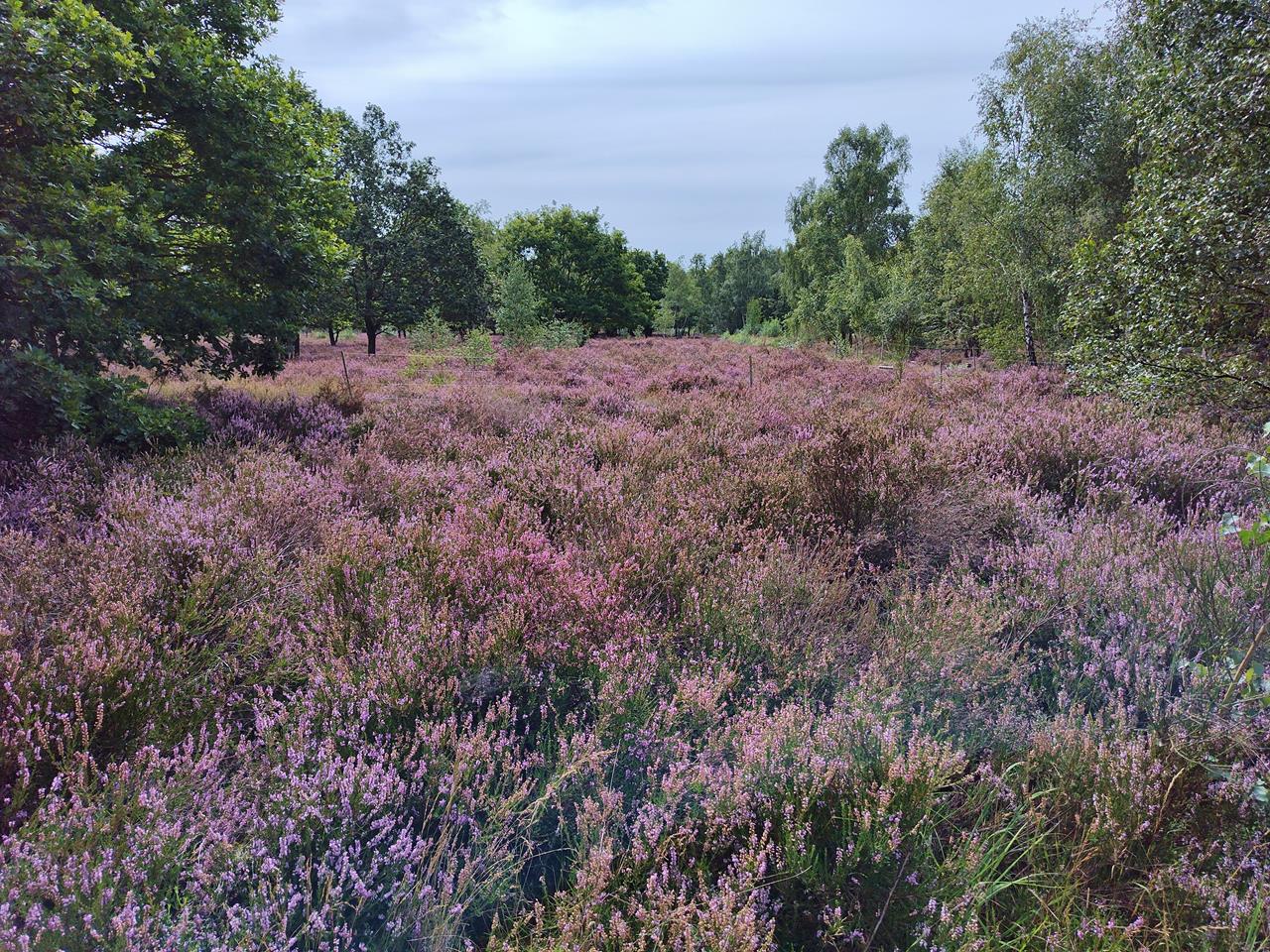 Höhepunkt der Heikeblüte Bloxi's Blog