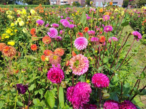 Zauberhafte Dahlien - Bloxi&amp;#39;s Blog