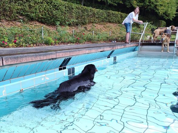 Hundeschwimmen im Freibad Gemünd