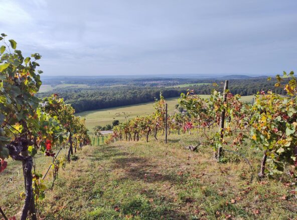 Eppinger Linien am Scheuelberg