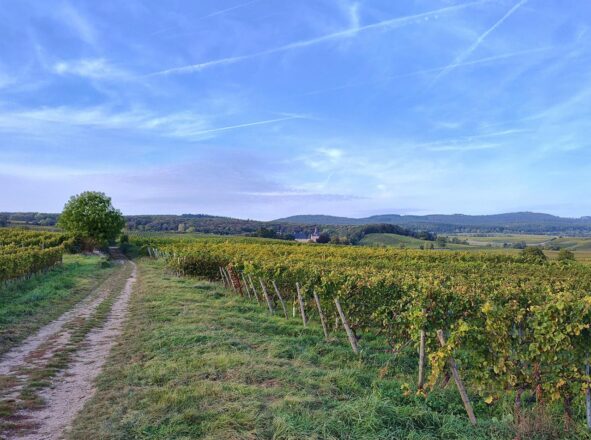 Wieder in Oestrich-Winkel