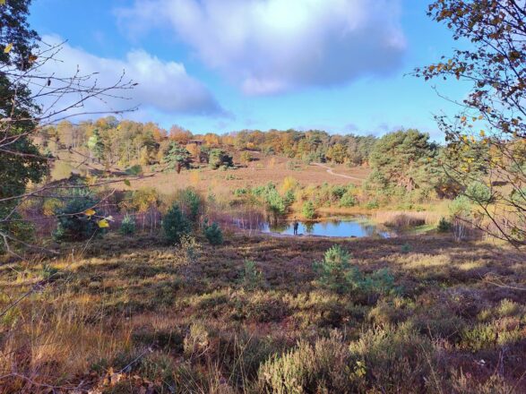 Wieder in der Brunssumerheide