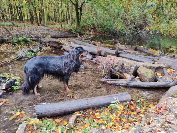 Herbstlicher Bungtwald