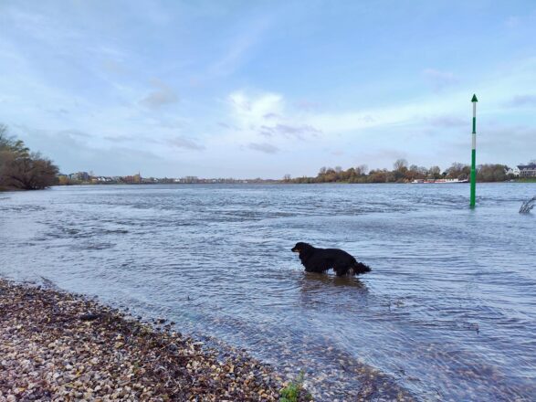 Das Rheinhochwasser ist da