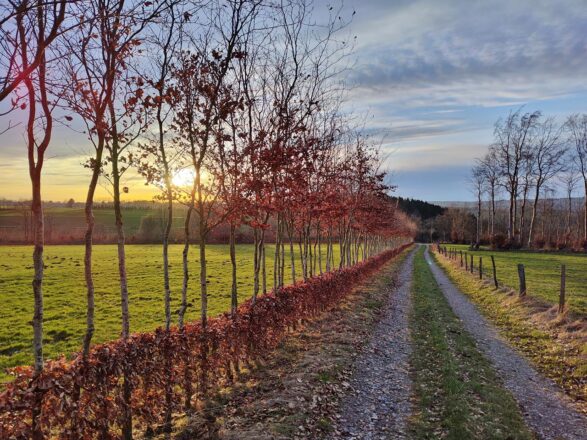 Buchenhecken im Abendrot