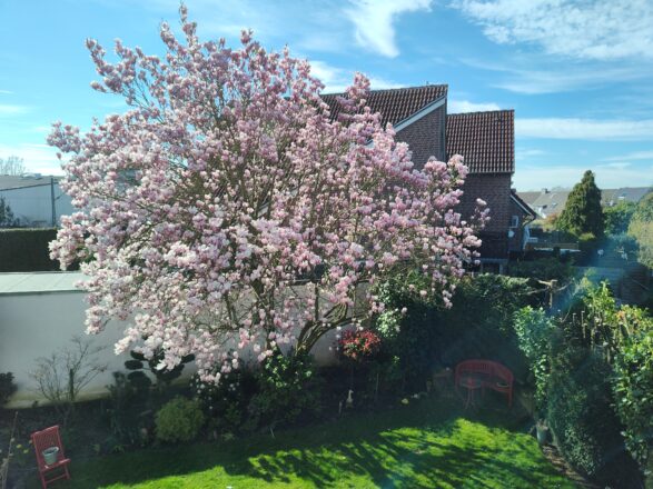 Magnolien früh dran