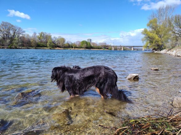 Auf der Donauinsel