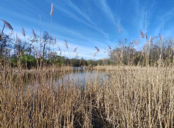 Naturpark Donauauen