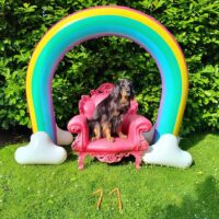 Doxi wird 11