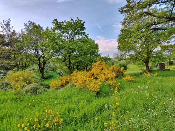 Frühlingswoche in der Eifel