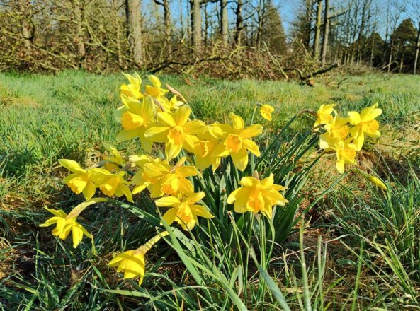 Frühling im Rheinland 2025