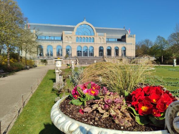 Kamelien in der Flora Köln
