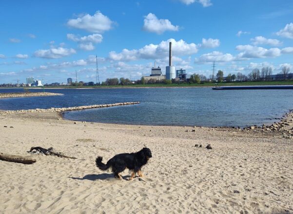 Das Rheinblau ist zurück