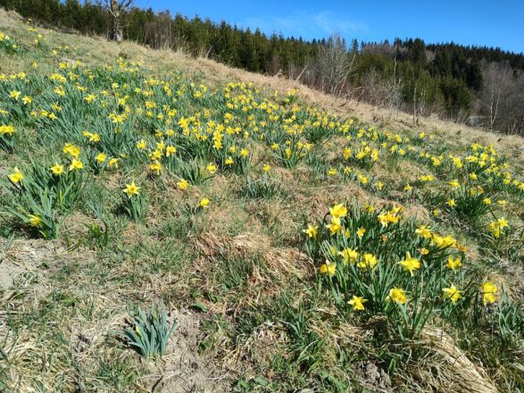 Wilde Narzissen im Fuhrtsbachtal