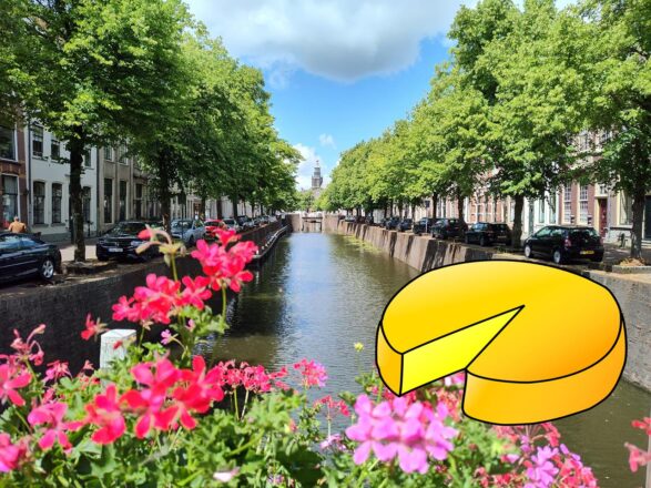 Wo der gelbe Gouda wächst