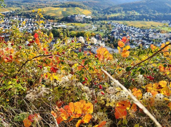 Farbexplosion in den Weinbergen