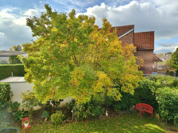 Blätter weg, Knospen bereits da