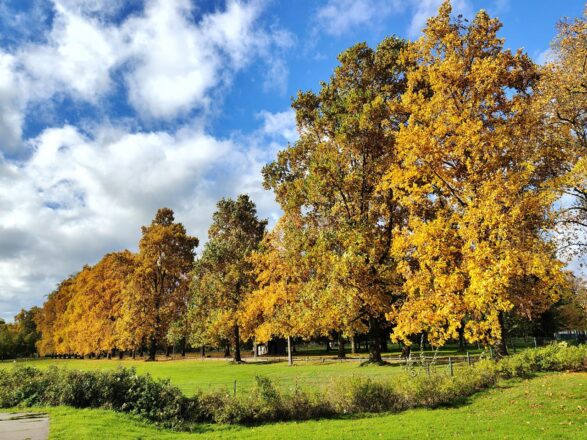 Bevor die bunten Blätter fallen