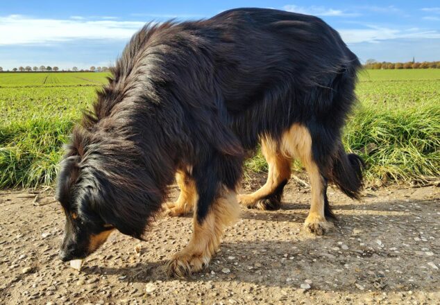 Kanbberspaß im Feld