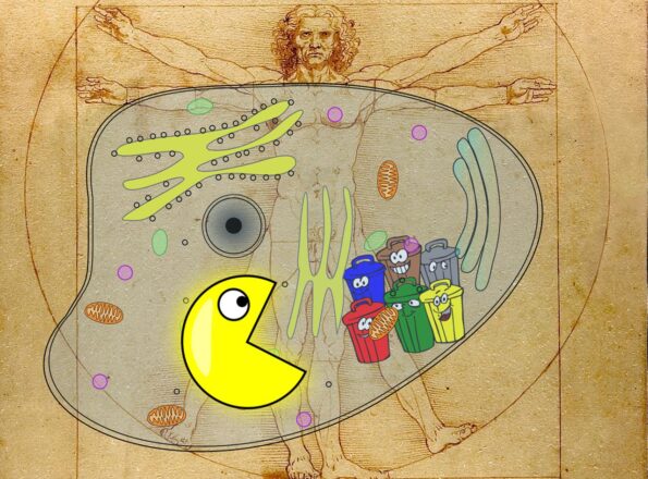 Nächster Halt: Autophagie