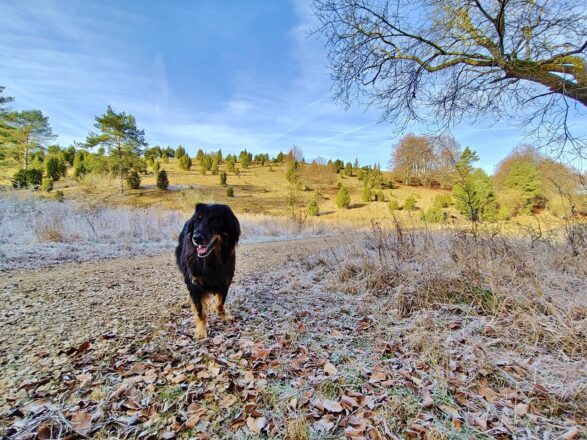 Frostwanderung am Lampertsbach