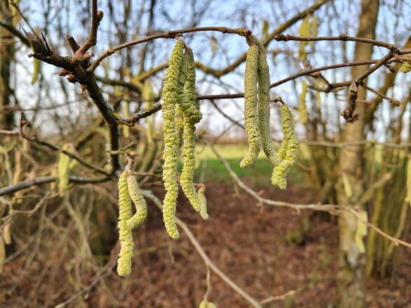 Hier blüht das Nutella
